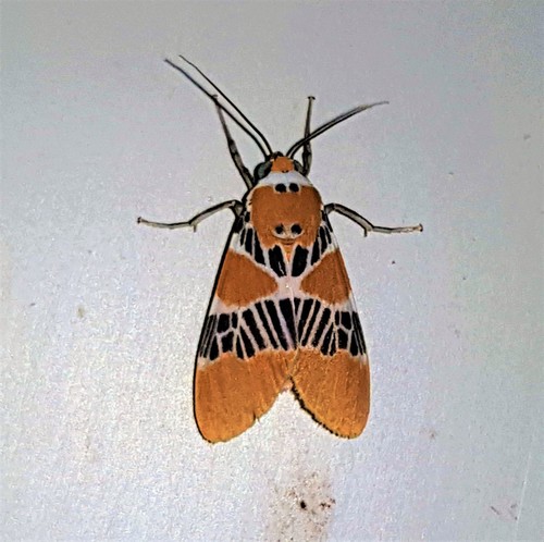 Idalus ochreata