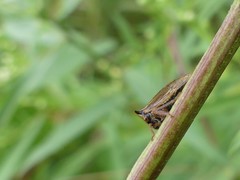 Stictocephala basalis