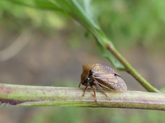 Stictocephala basalis