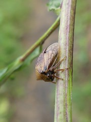 Stictocephala basalis