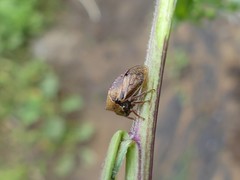 Stictocephala basalis