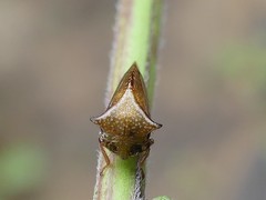 Stictocephala basalis