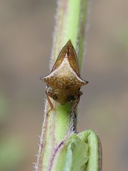 Stictocephala basalis