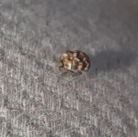 Varied Carpet Beetle