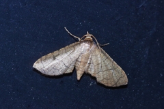 Hypolamprus ypsilon