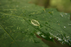 Phyllonorycter platanoidella