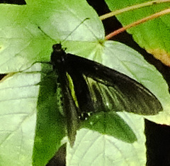 Troides helena