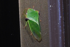 Tituria angulata