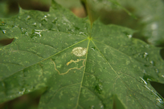 Phyllonorycter platanoidella