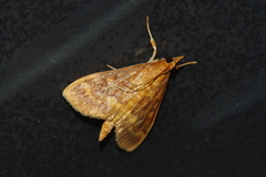 Ostrinia zaguliaevi