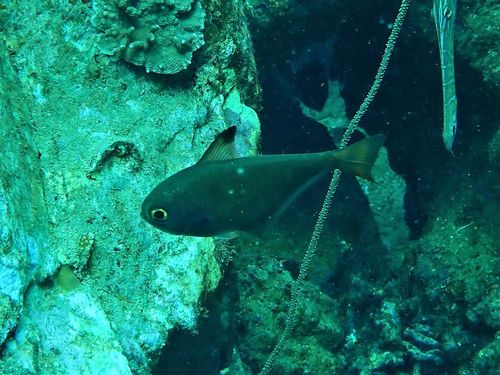 Pempheris adusta observed 2019-08-29
