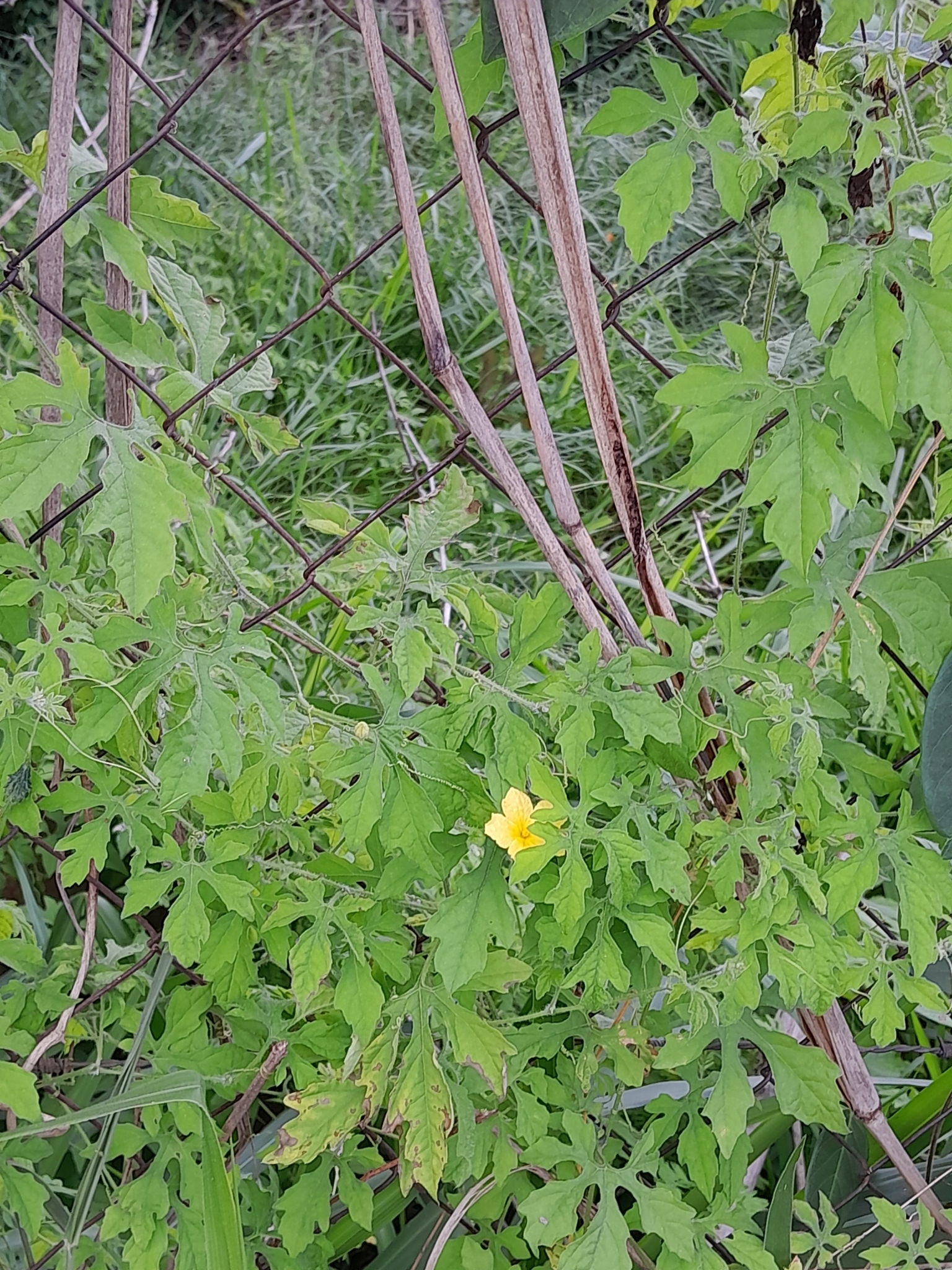 Momordica charantia