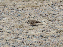 Geositta cunicularia