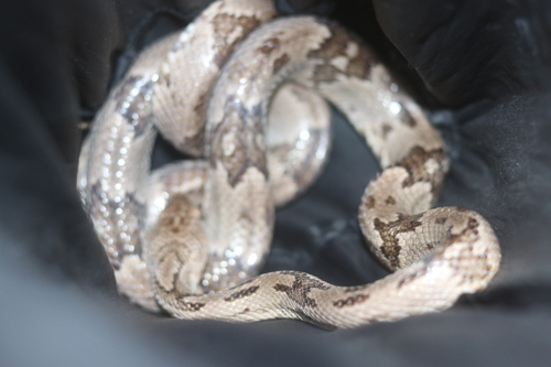 Western Lyre Snake