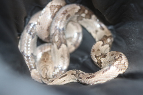 Western Lyre Snake
