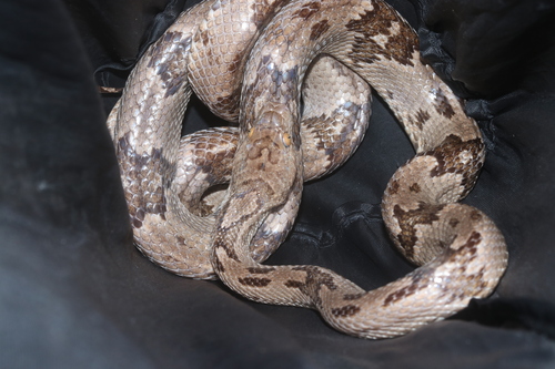 Western Lyre Snake