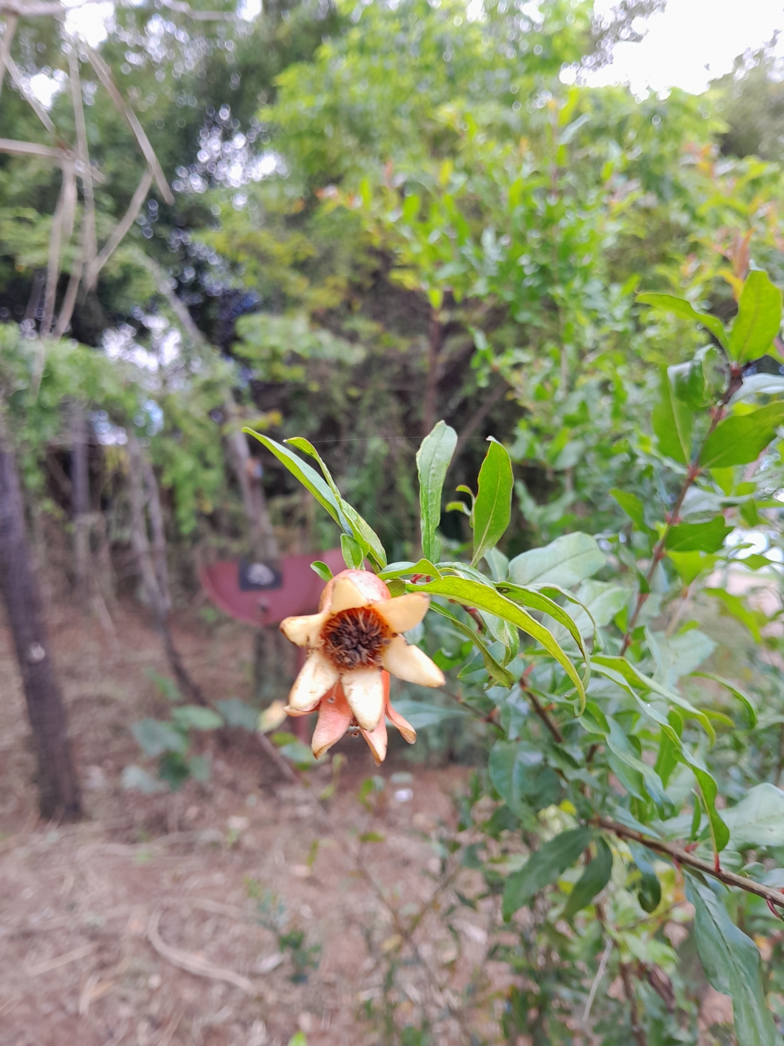 Punica granatum
