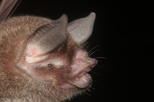 Mexican Mustached Bat (Pteronotus mexicanus) — Data Deficient Mammalia
