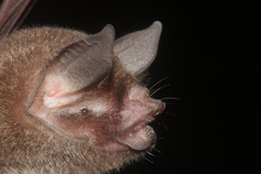 Mexican Common Mustached Bat photo 1