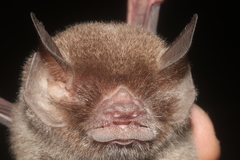 Mexican Common Mustached Bat photo 3