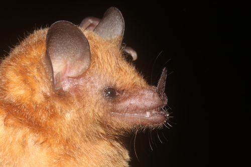Merriam's Long-tongued Bat (Glossophaga mutica) — Data Deficient Mammalia