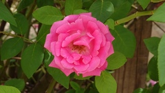 Rosa
