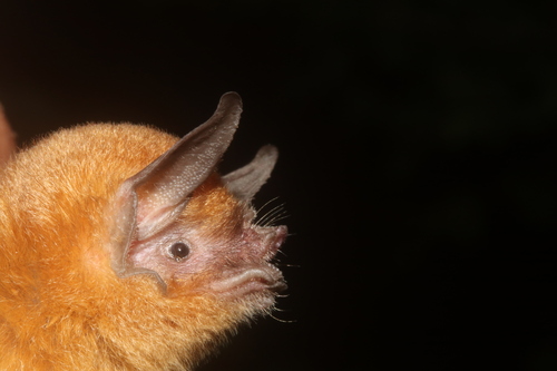 Dobson's Lesser Mustached Bat (Pteronotus psilotis)
