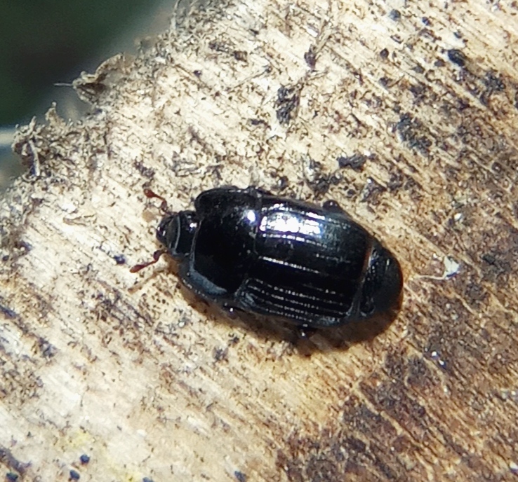 Platysoma deplanatum