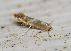 Cameraria bethunella