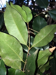 Syzygium francisii