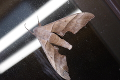 Polyptychus chinensis