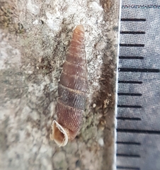 Clausilia