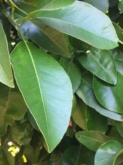 Citrus paridisi