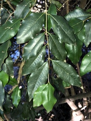 Syzygium francisii