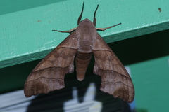 Polyptychus chinensis