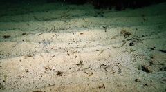 Favonigobius lateralis