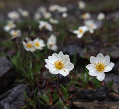 Dryas integrifolia