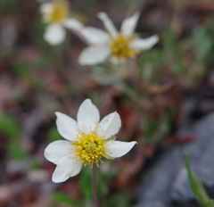 Dryas integrifolia