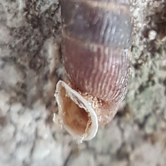 Clausilia