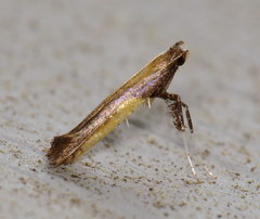 Caloptilia azaleella