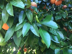 Citrus paridisi