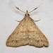 Dotted Renia Moth - Photo (c) Nick Block, some rights reserved (CC BY), uploaded by Nick Block