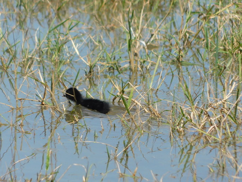 Polluela Pechirrufa (Zapornia fusca)
