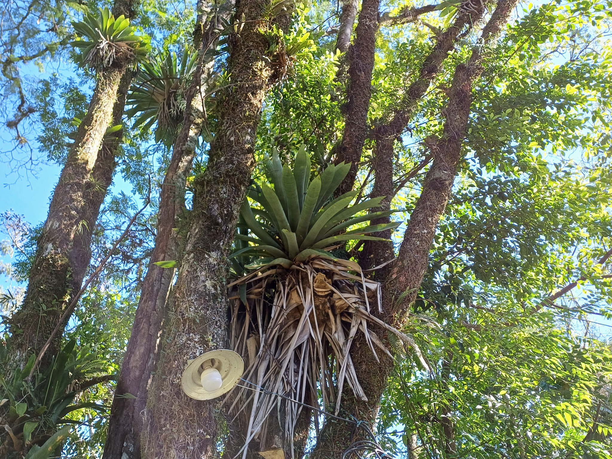 Vriesea gigantea