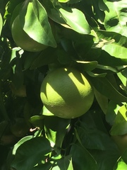 Citrus paridisi