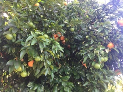 Citrus paridisi
