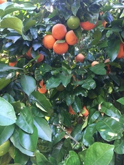 Citrus paridisi
