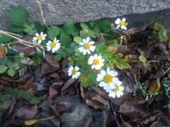 Tanacetum parthenium