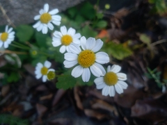 Tanacetum parthenium