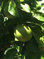 Citrus paridisi